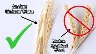 WHEAT is the one grain that can raise glucose levels as high as Sugar.
🔻Wheat was hybridized in 1950s with an intent to combat famines in several nations
🔻This wheat is designed to give 8-10x the output of regular wheat
🔻By 1990s almost all cereals, pasta, bread, etc. was made