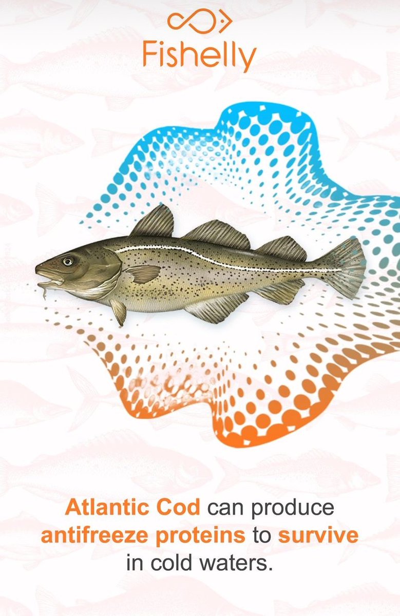 Fishelly_'s tweet image. Atlantic cod can produce antifreeze proteins to survive in cold waters.

#fishelly #fish #atlanticcod