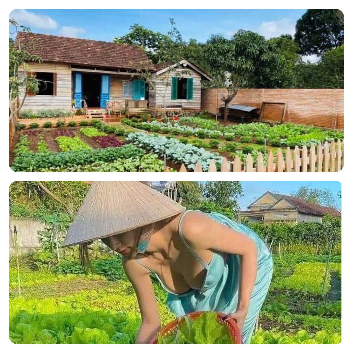 Hãy tích cực ăn rau sạch. Rau sạch rất có lơợ cho sức khoẻ cho trẻ :)))