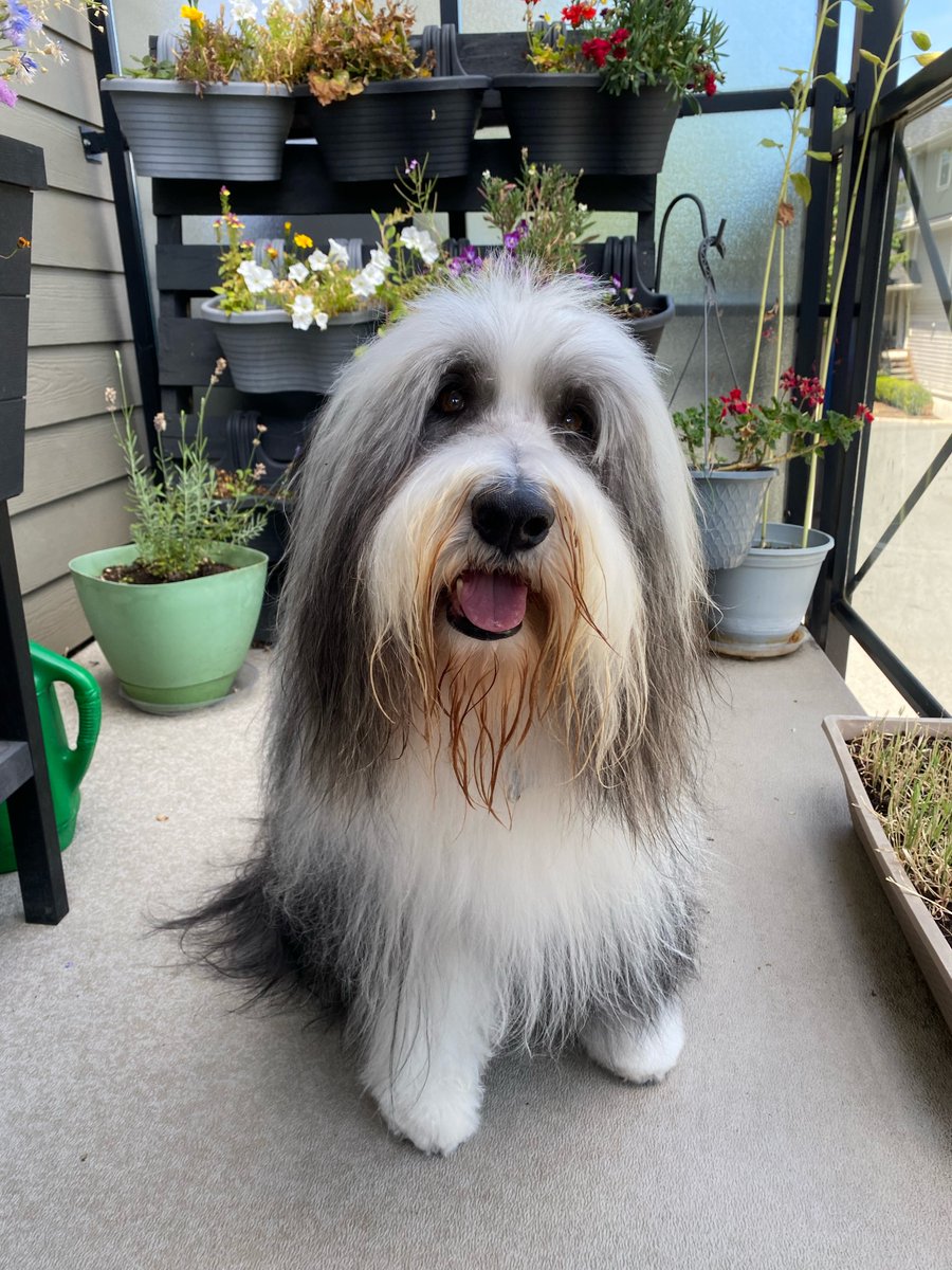 look who is 11 today!!! happy birthday #Chisum the #beardedcollie