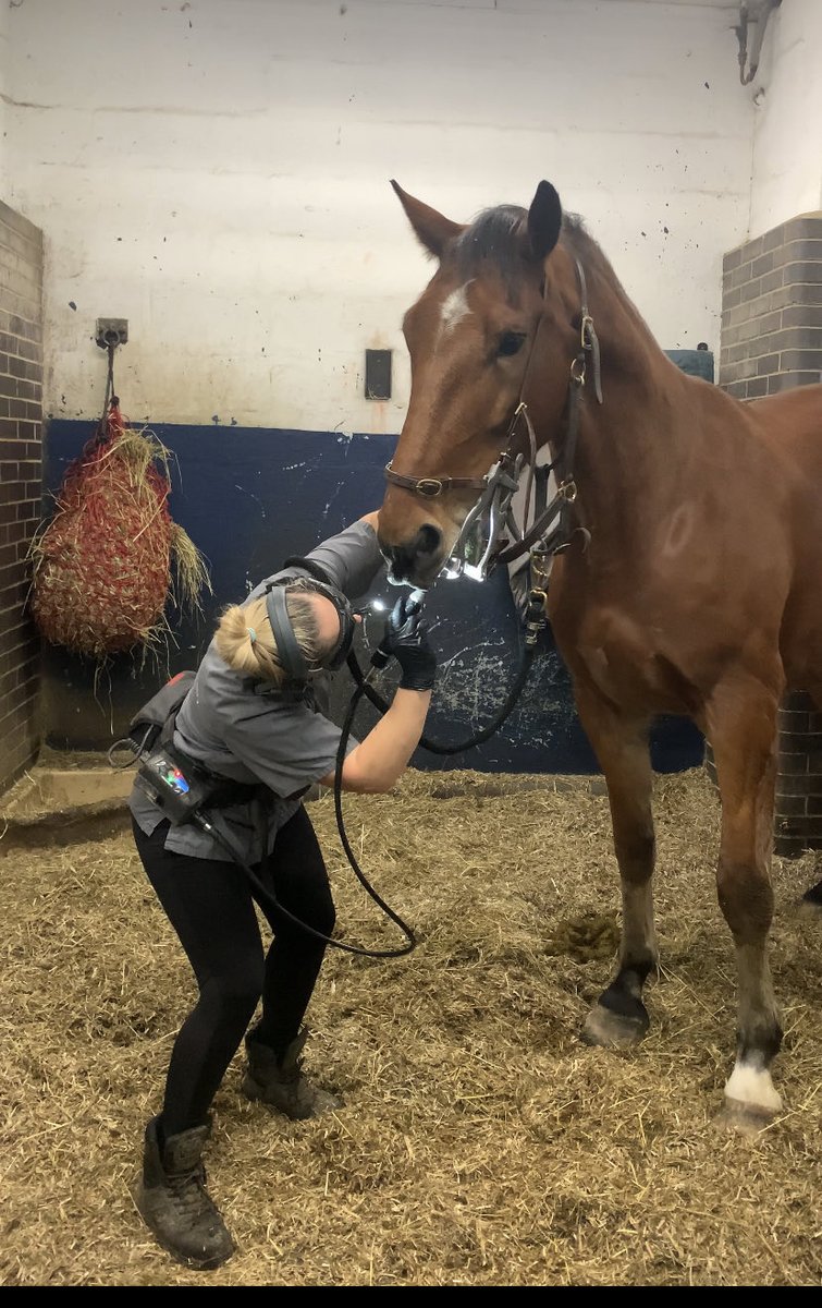 PH Cadeby having his teeth checked out by our brilliant dentist, Lynsey from LB Equine Dentistry. It’s so important have these checks to avoid unnecessary issues developing and Lynsey is extremely sympathetic and reassuring with them. After 20 mins he’s back in the field grazing.