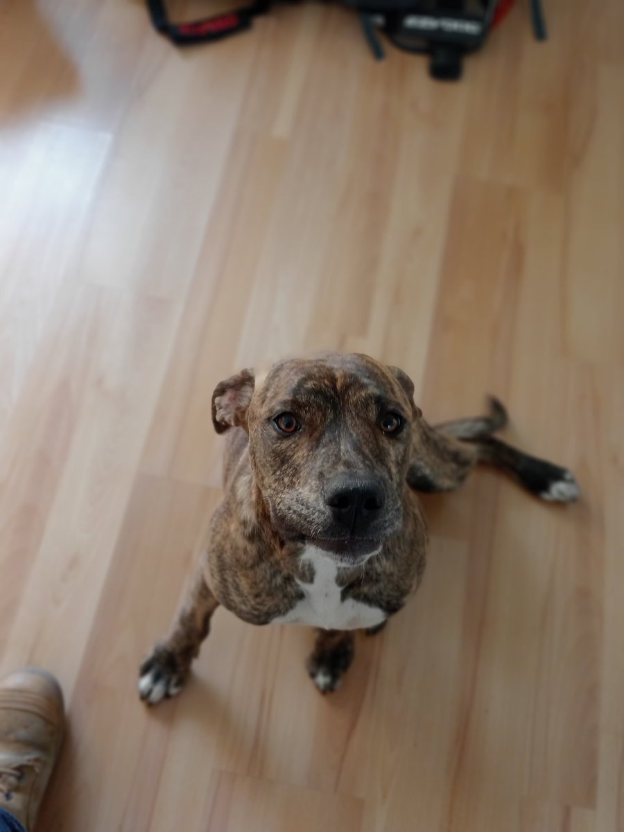 Badger_Oneill's tweet image. Operation "Little wolf" has been a success, massive thank you to @LittlePossum77 for holding onto Faolan for the past few months. I'll work tirelessly to make sure she makes Eevee proud. 

#InfernoDog @InfernoGamingAU
#IntotheFlames
#TrueaPAWrel @TrueApparelCo