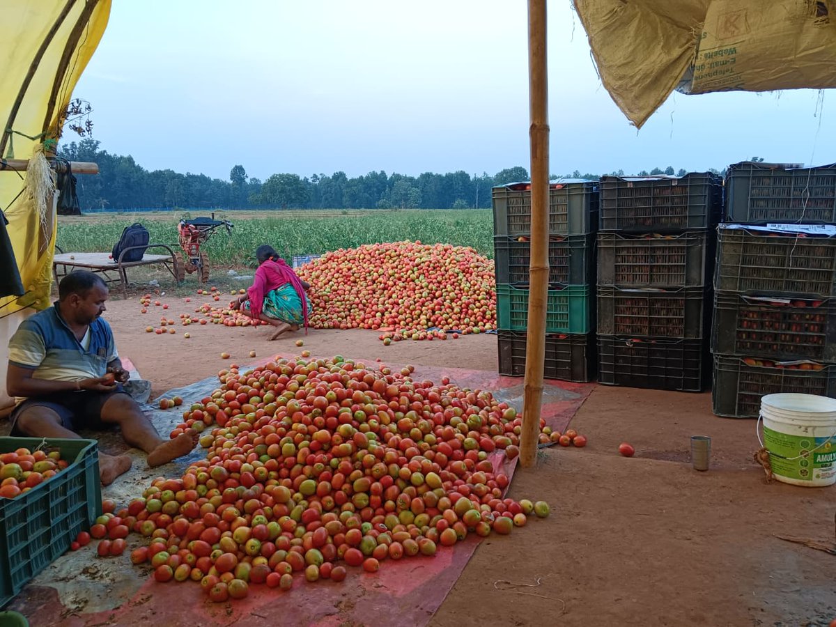 cinicell's tweet photo. Churchu cluster tomato harvesting in action and then sold through the #churchu FPC as part of #productionhub #lakhpatikisan program @PMOIndia @RNTata2000 @Manoj_Malgharia @IKEAFoundation @Ashden_org @EnergyAlliance @SELCOFoundation @iwmitata https://t.co/WGWt5ypMFC