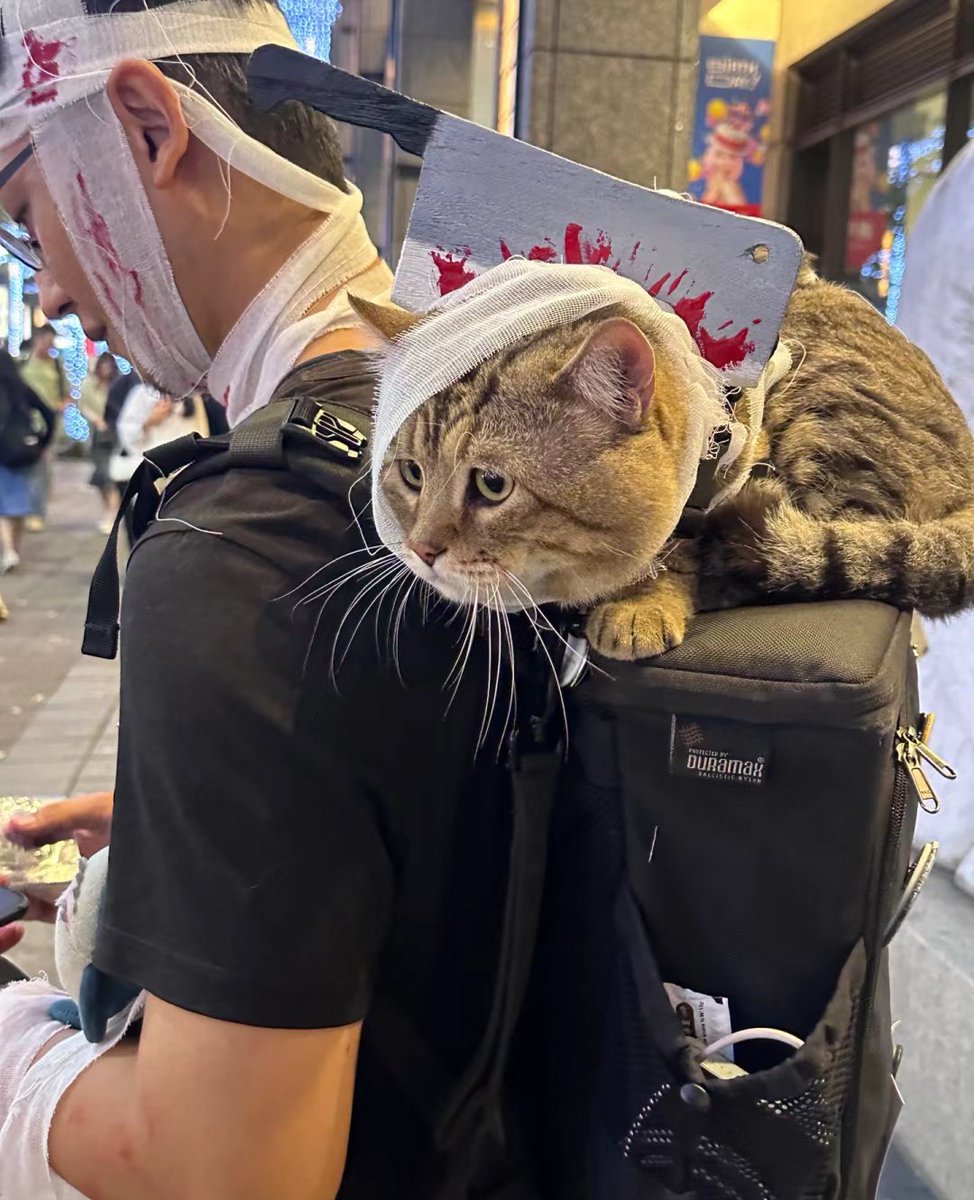 ชลน แมวส้มแท้ๆ 🐱 tweet media