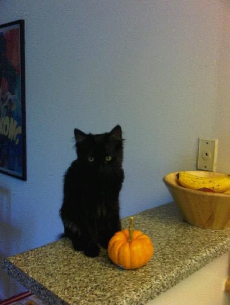 jsfinalgirl's tweet image. #Howitstarted #Howitisnow #BlackCat #BlackWidow #Widow #MutantFam #AdoptDontShop @j__rogers This lovely lady is more than 15 years old and is feisty as fuck! LOVE! 🖤