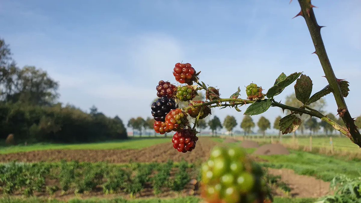 DuylsBos's tweet photo. Het is oktober. Op Noord bloeit de braam alweer en er hangen zelfs vruchten aan. De jonge blaadjes dragen fijne regendruppels net als de spinnenwebben ๐๐ฟ๐ธ
#bramen #braam #bloesem #vruchten #spinnenweb #oktober #indenatuur #indemoestuin #kijknou https://t.co/mB2sS01GiJ