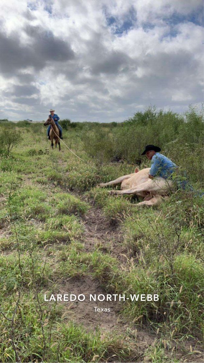 A little bull catchin the other day