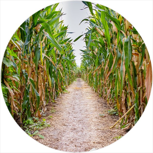 EasleyMercy's tweet photo. Check it out! I just voted for Navigating your way through a corn maze in the #GettingLost Tug O' War.  https://t.co/iBNuXKjId2 https://t.co/4xhCGpzE0d