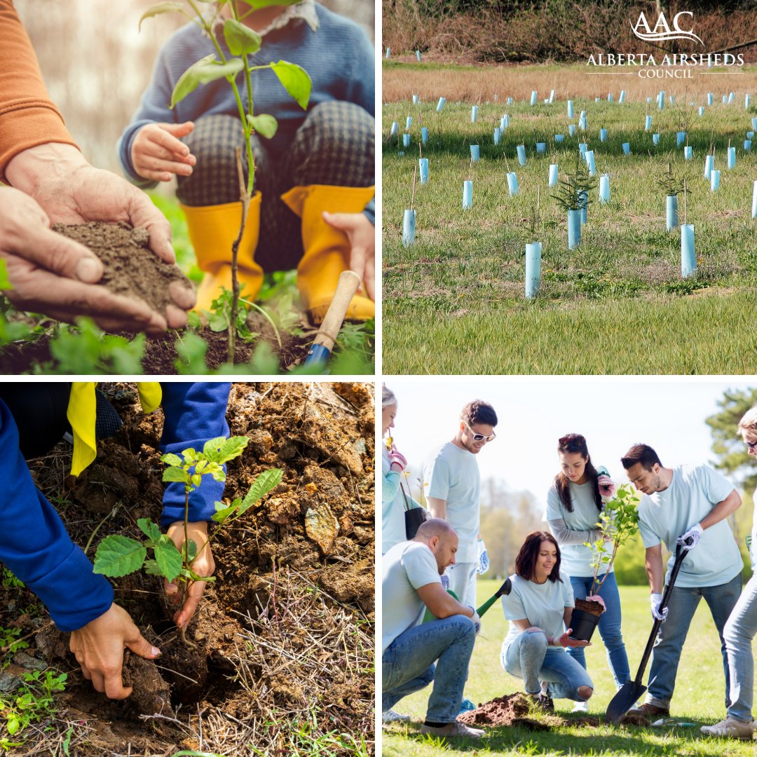 🌿 Trees are considered nature’s air purifiers, and they can have a positive effect on the environment. Support tree planting initiatives in your community. #LetsGetPlanting #GreenLiving #BreatheClean #AAC #PAMZ #CleanAir