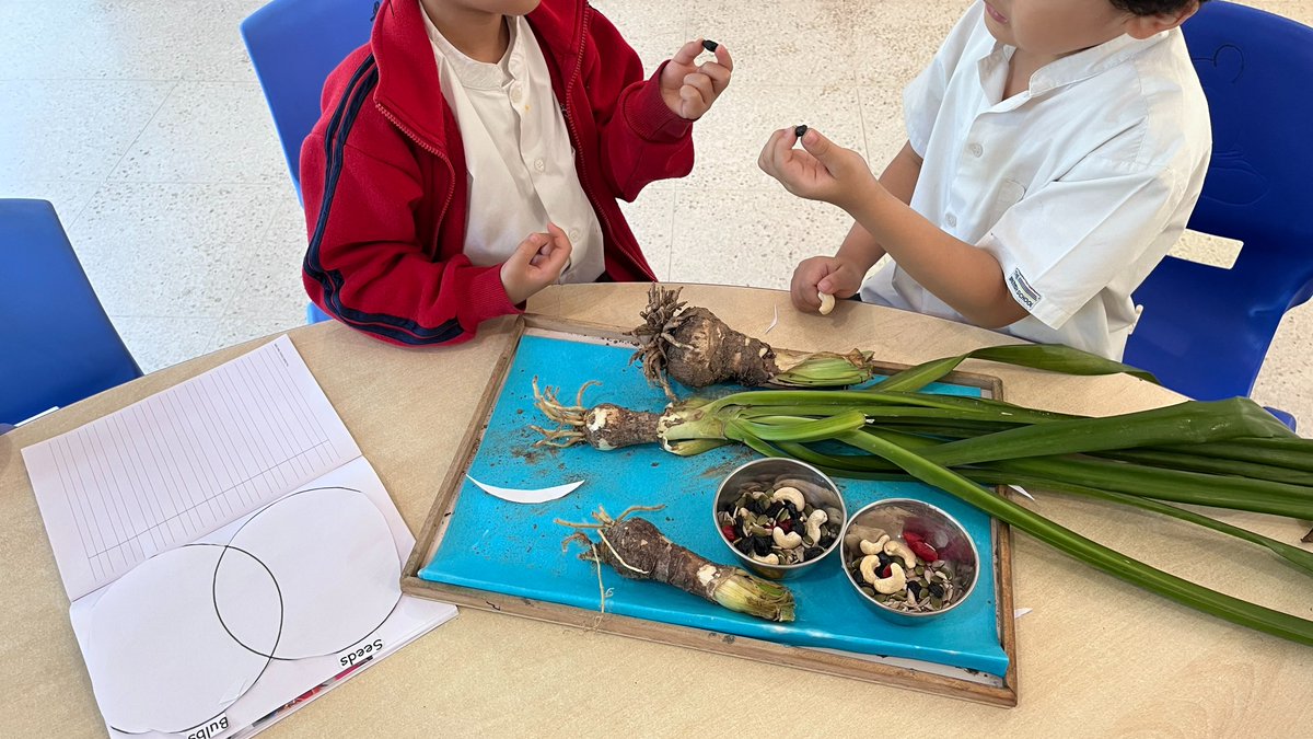 EalTbs's tweet photo. Year 2 students engaged in experiencing plants first hand and learning about their parts, requirements for growth , differences between seeds and bulbs etc.#experientialearning #Year2 #aboutplants #EALTBS https://t.co/W6bevEhwrs
