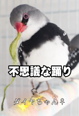 KYAPIA_TV's tweet photo. ダイヤモンドフィンチが不思議ちゃんすぎる件💦
ショート動画投稿しました↓
https://t.co/rEFx5Wm9bR

#ダイヤモンドフィンチ　#大錦花鳥　#大錦華鳥
#diamondfiretailfinches #diamondfiretail #鳥好きさんと繋がりたい https://t.co/1kihN93roW