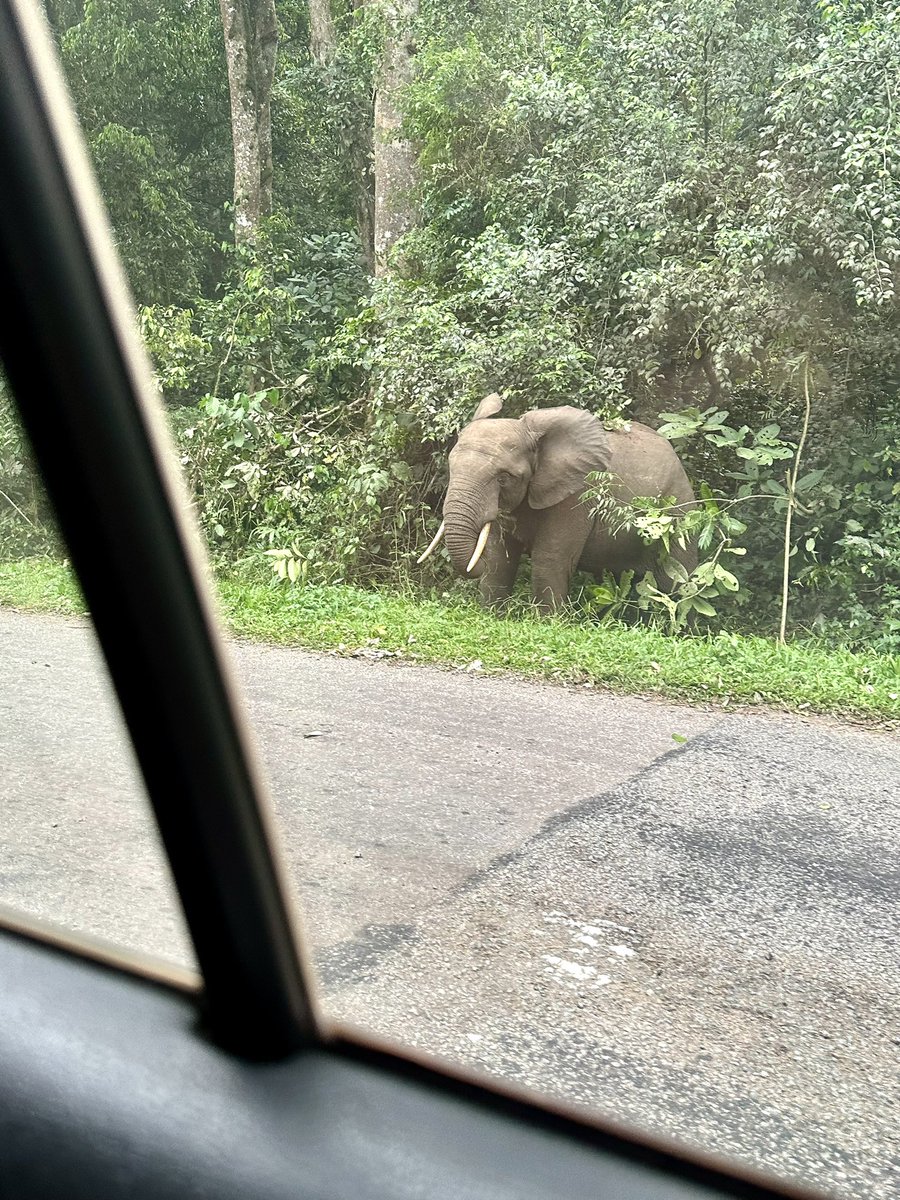 Uganda wildlife truly amazing. Met this guy (girl?) on the road to Rwamwanja refugee settlement last week. 🙌