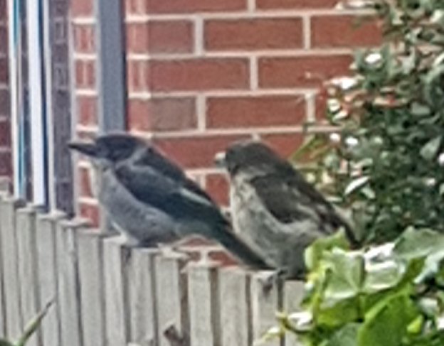 Does anyone know what these birds are. I thought looked like baby kookaburras
