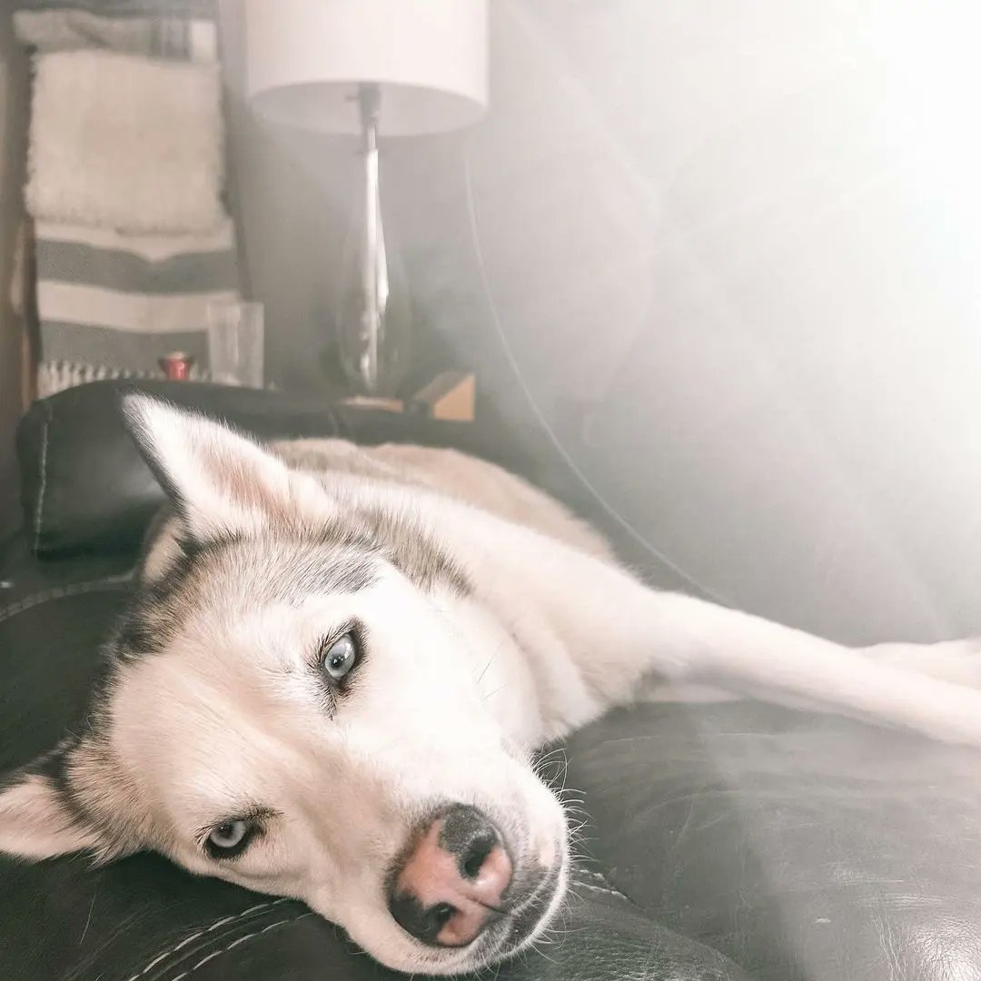 Sleepy Husky