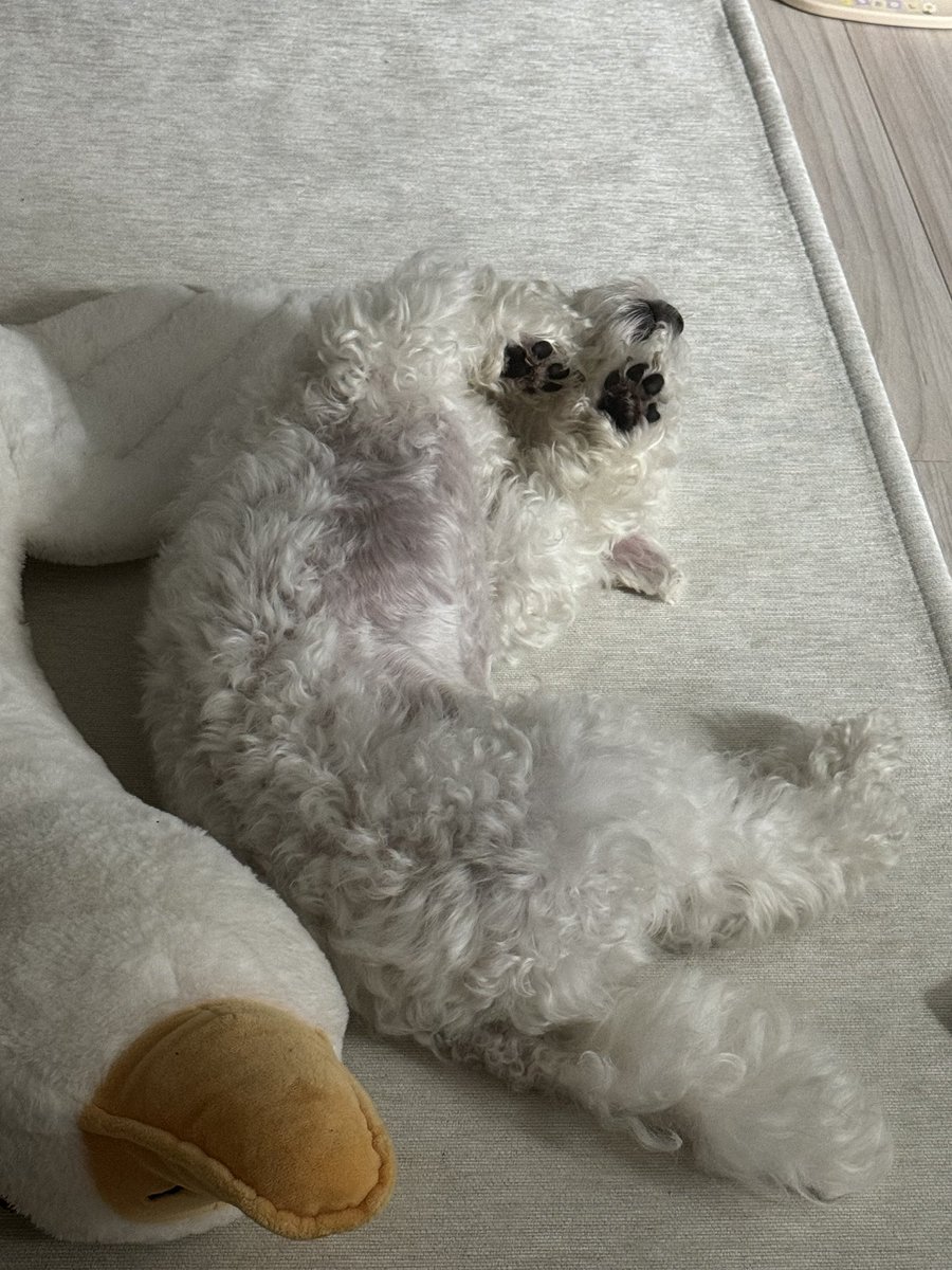 shin_4ny's tweet photo. 강아진지 토낀지 https://t.co/q5iAKM9V31