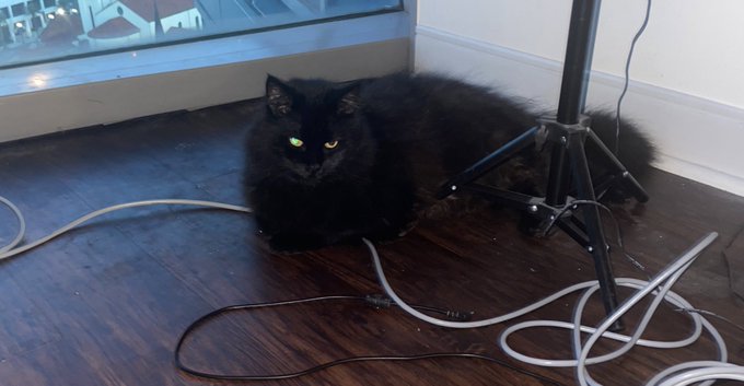 Happy Halloween from my 🐈&zwj;⬛🐈&zwj;⬛🐈&zwj;⬛😍 https://t.co/CSlaswme3T<a href="/tag/onmfc"class="tags"><span>#onmfc</span></a>