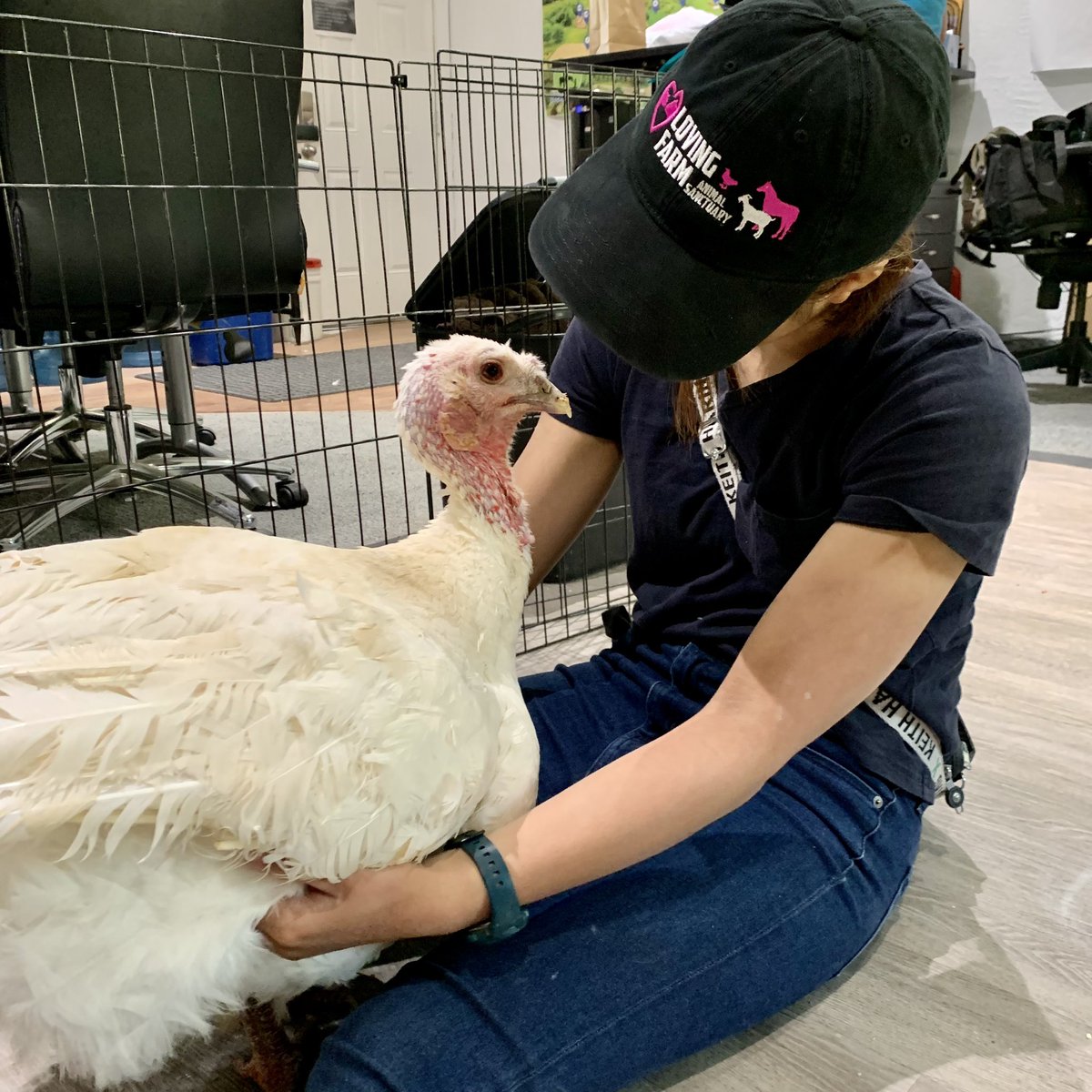 ushi_kakurega's tweet image. アメリカでのボランティアインターンが決まりました🐄🐖🐏🐐🐓🇺🇸
初めてアメリカのサンクチュアリを訪れたのは今年の4月🌸その時に出会った優しいご夫婦が運営するサンクチュアリに、ボランティアインターンとして受け入れていただけることになりました☺️👏