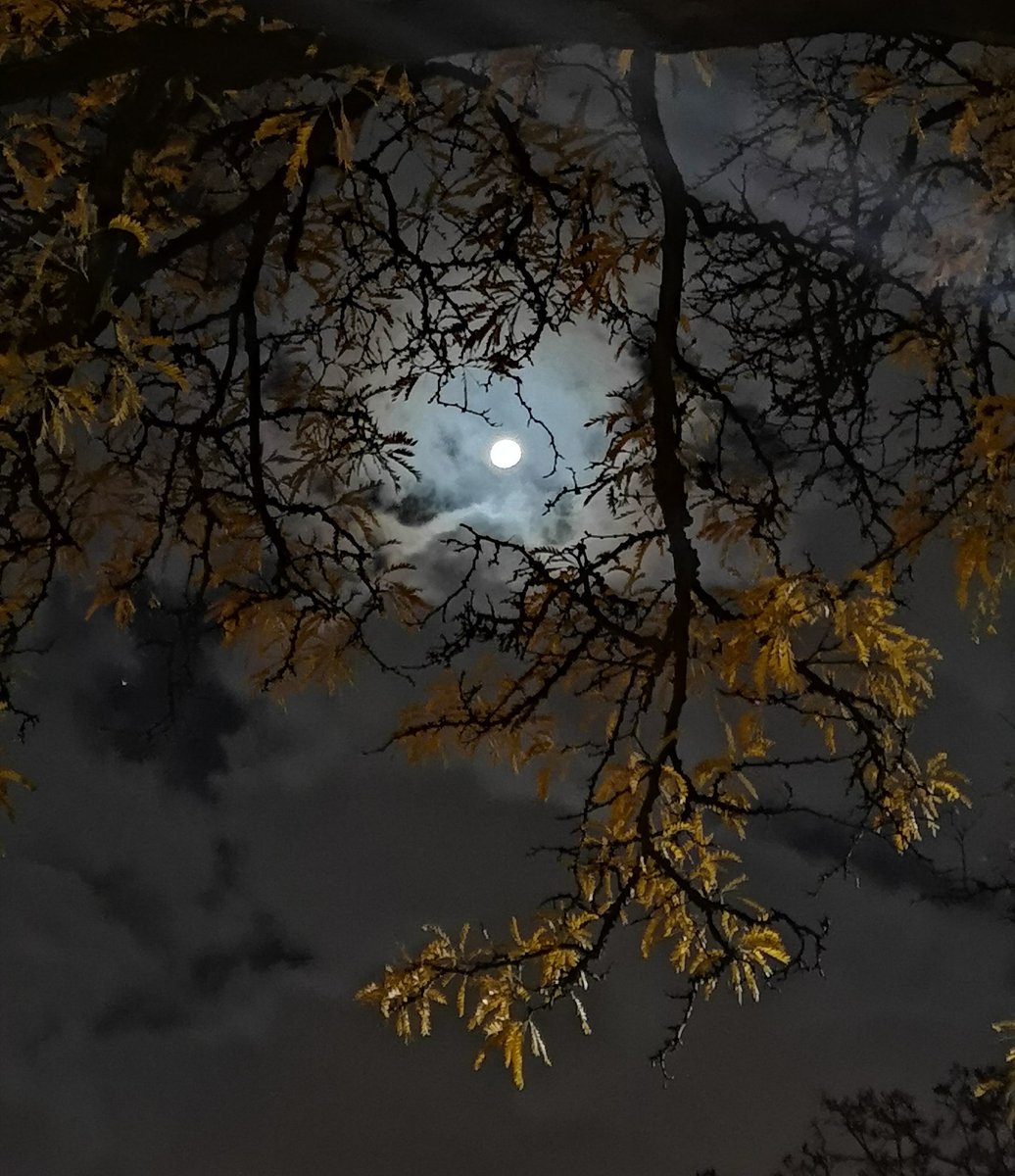 Goooood Morning #FungiFam 🍄☕
And #HappyHalloween 🎃👻

I hope everyone is waking up with a smile on their face ready for another amazing day!!

Temperature dropping.. so it's on us to raise the energy🔥

Have some fun today.. make some smiles and laugh it up 💯

#FHC #Halloween