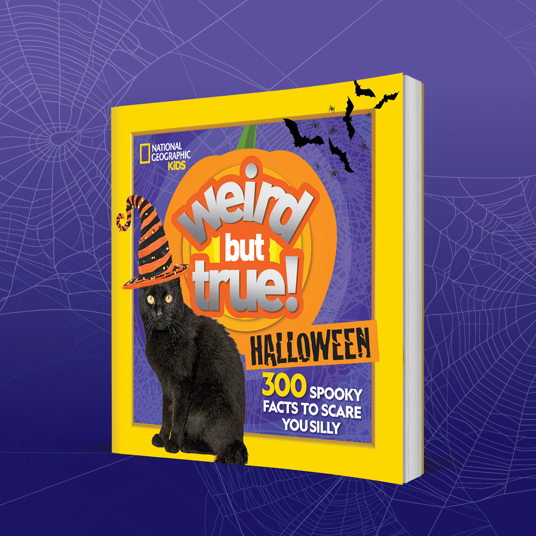 Candy corn was originally called chicken feed when it was first made more than 100 years ago. amzn.to/3ShHeG9 #HappyHalloween #Halloween #Halloween2023 #candy #Halloweencandy #Halloweenhaul #candycorn #chickens