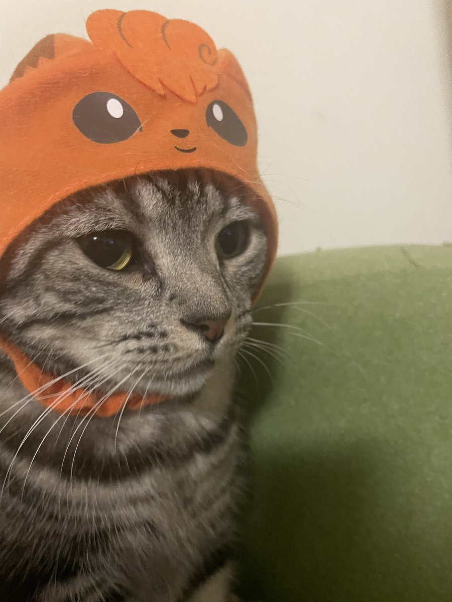 A201202's tweet photo. 🎃👻HappyHalloween👻🎃
#ハロウィン
#猫
#猫好き
#コスプレ https://t.co/nstv9N2rcv