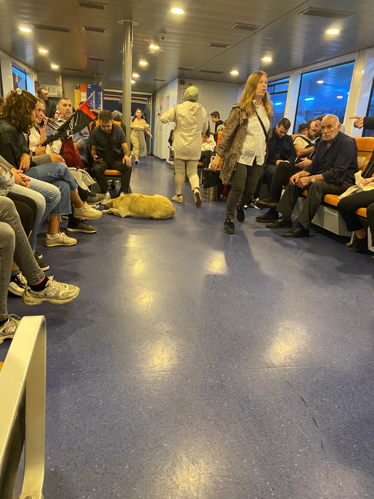 RuhatMengi2's tweet photo. Üsküdar-Beşiktaş motoru. Kimse çığlık atmıyor, kaçmıyor. Köpekcik yolcularla seyahat ediyor. Bizim insanımız aslında bu. https://t.co/IXlpiECEld