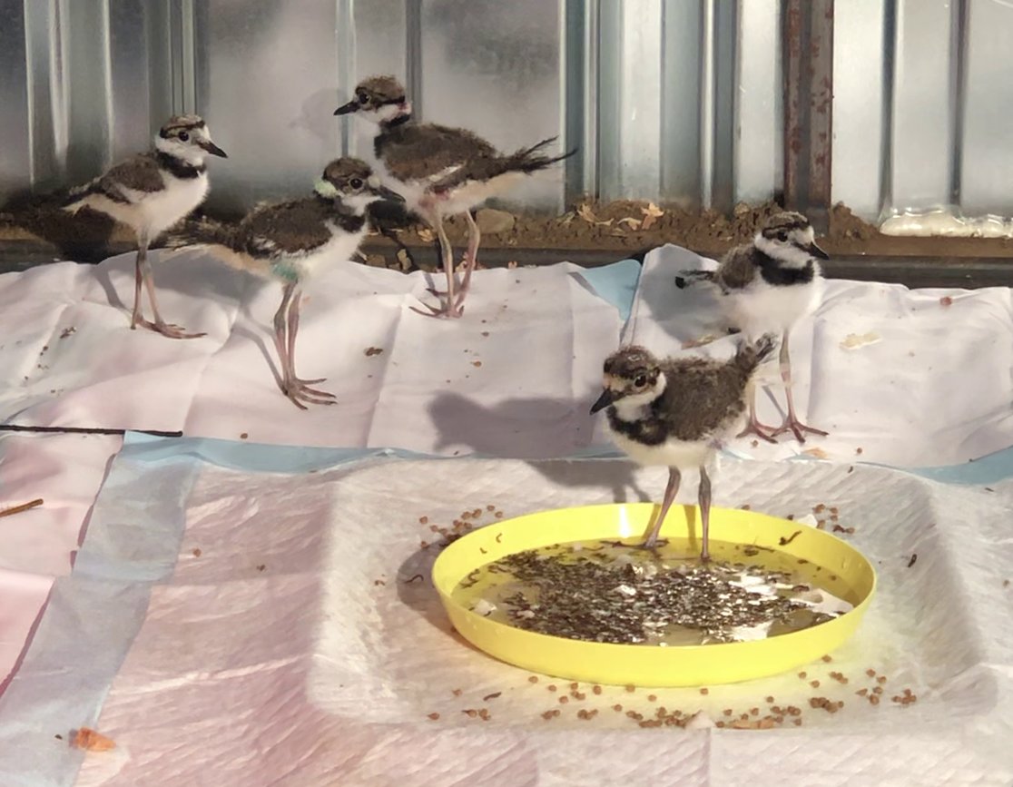 ICBJournal@sicb.org (@icb_journal) on Twitter photo Controversies in Flight
by <a href="/AndrewSaintsing/">Andrew Saintsing</a> from the <a href="/Poly_PEDAL_Lab/">Poly-PEDAL Lab</a>
"Ashley Heers has drawn on observations and measurements from living #birds to infer new insights about #evolutionary history throughout her research career."
…veandcomparativebiology.wordpress.com/2023/10/31/con…
#womeninSTEM #science Controversies in Flight
by <a href="/AndrewSaintsing/">Andrew Saintsing</a> from the <a href="/Poly_PEDAL_Lab/">Poly-PEDAL Lab</a>
"Ashley Heers has drawn on observations and measurements from living #birds to infer new insights about #evolutionary history throughout her research career."
…veandcomparativebiology.wordpress.com/2023/10/31/con…
#womeninSTEM #science