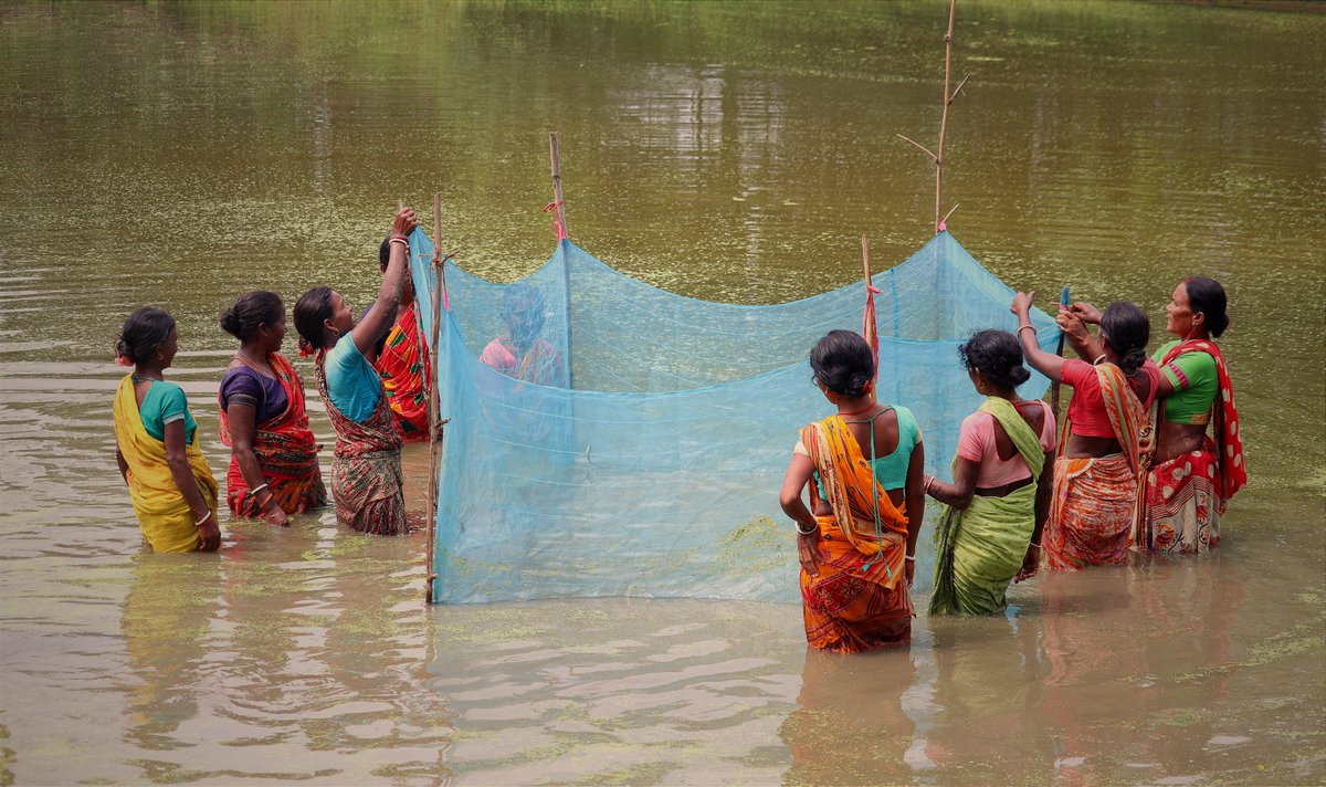 BRLF_India's tweet photo. Dakshin Kendbona, a village in West Bengal's Bankura district, once saw a high rate of migration among its 24 households in search of work in faraway cities. However, after the #Usharmukti project's intervention, they, primarily women, started collective Fish Farming or #Pisciculture right in their village. This not only improved the income of many families but has also helped in reducing migration significantly, thanks to the efforts of @PRADAN_India and @DrcscIndia.
#SustainableLivelihood