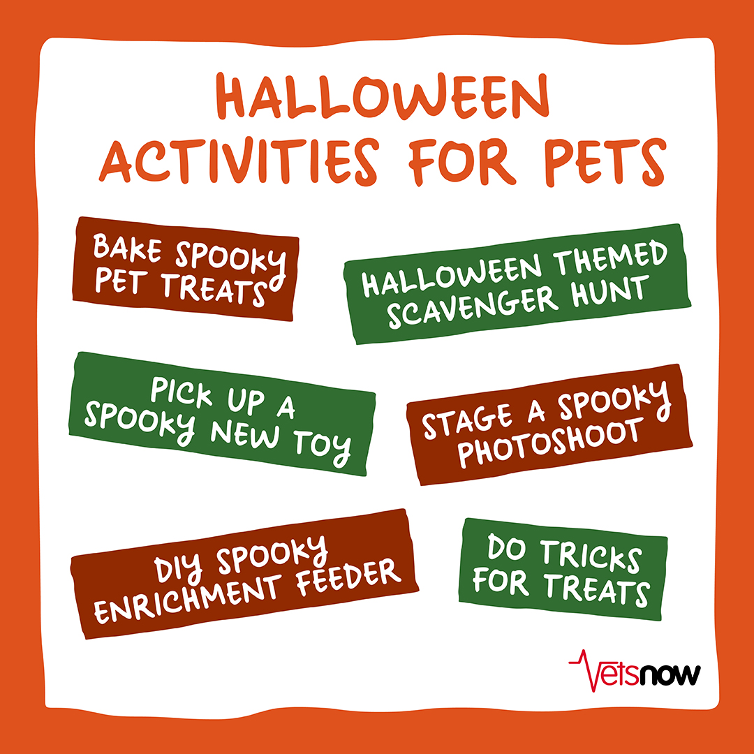 Happy Halloween to you and your pets from all of us at Vets Now! 🦇🍬 Whether it's picking up a new creepy toy, doing a themed photo shoot, or indulging in pet-safe treats, there are countless ways to enjoy Halloween with your four-legged companions. 👻