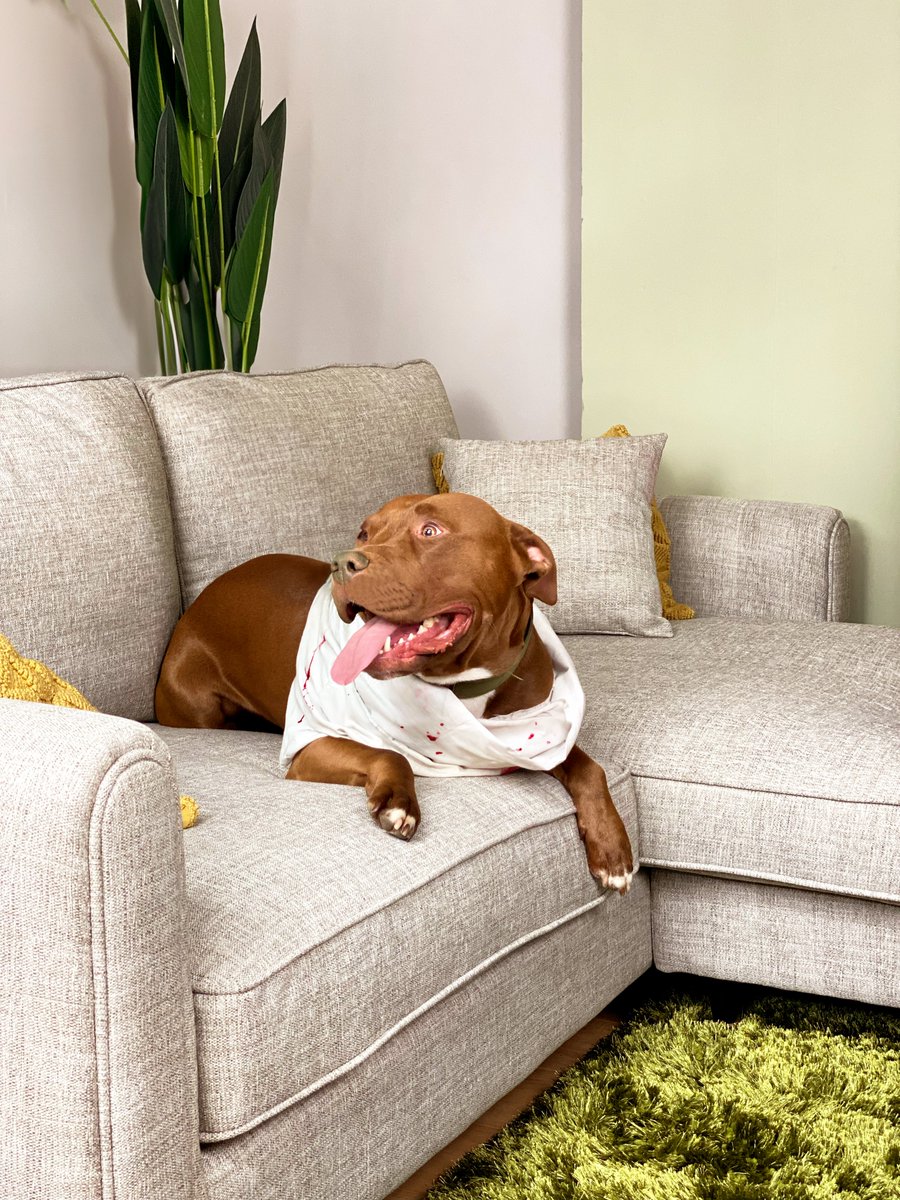 🎃This Halloween we dressed up some of our furry friends and brought them to the office to celebrate with us. 🐕

They looked so cute and loved our furniture, exploring every corner of our showroom. 🐾

Learn more at:

basefurnishings.co.uk

#HalloweenPets #Furniture