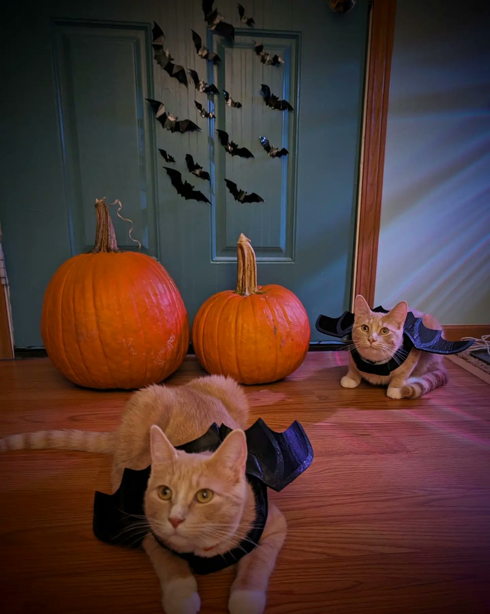 HBredlegs's tweet photo. #HappyHalloween From Joey B. And Tee Higgins #bat #batcat @Chewy https://t.co/R33CikWNyF