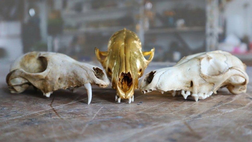 Gilding a skull for Halloween 🎃 YouTube video youtu.be/BwxeCgK0gjY?si… #halloween #scull