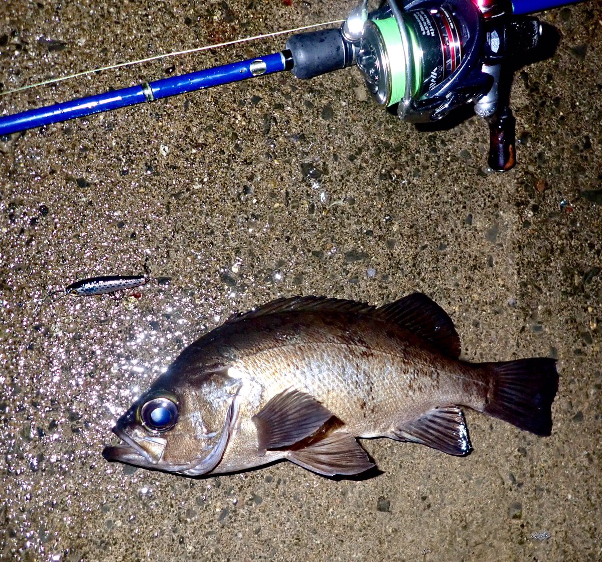8DDPLPd09dGG31k's tweet photo. えへへ^_^
久しぶりに、かっこいい良型メバルが
釣れた深夜2時^_^
プラッキングメバルは、やっぱり楽しいね^_^
小さな鯵も釣れてますw
#RAPALA
#ラパラ
#ラパラジャパン
#ラパラPR
#STORM
#フラッタースティックマッドフラッシュ4
#RAPLINEPE
#ラッププレミアムショックリーダー https://t.co/ce1F7celvV