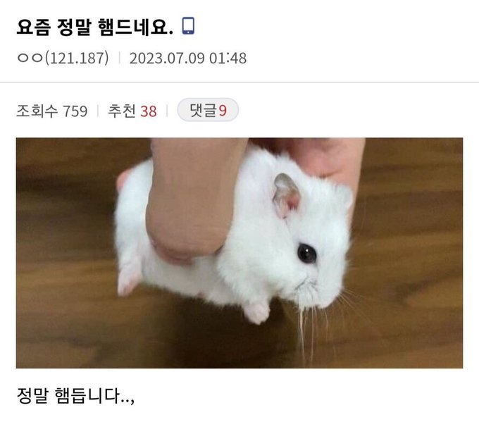 힐링짤모으는곳 (@healing_storage) on Twitter photo 