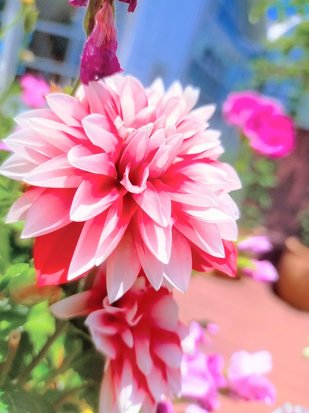 オオタジュンヤ🌺🌿🏖️🌴🦔🐬🍓🌾🌟 tweet media