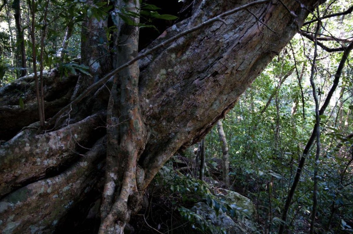 BotSocSA's tweet photo. #TreeTuesday: The tall Pondo Bushman’s Tea (𝘓𝘺𝘥𝘦𝘯𝘣𝘶𝘳𝘨𝘪𝘢 𝘢𝘣𝘣𝘰𝘵𝘵𝘪𝘪) is one of the rarest trees in SA and only occurs in two river gorges in #Pondoland. It is #ProtectedTree number 407 & is also #Endangered on the #RedListOfSouthAfricanPlants. Source: @SANBI_ZA https://t.co/AMwrpNndhV