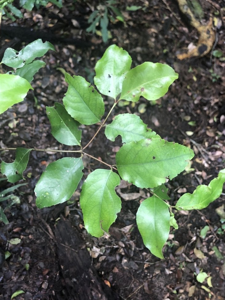 BotSocSA's tweet photo. #TreeTuesday: The tall Pondo Bushman’s Tea (𝘓𝘺𝘥𝘦𝘯𝘣𝘶𝘳𝘨𝘪𝘢 𝘢𝘣𝘣𝘰𝘵𝘵𝘪𝘪) is one of the rarest trees in SA and only occurs in two river gorges in #Pondoland. It is #ProtectedTree number 407 & is also #Endangered on the #RedListOfSouthAfricanPlants. Source: @SANBI_ZA https://t.co/AMwrpNndhV