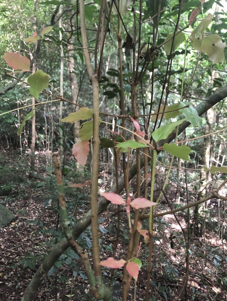 BotSocSA's tweet photo. #TreeTuesday: The tall Pondo Bushman’s Tea (𝘓𝘺𝘥𝘦𝘯𝘣𝘶𝘳𝘨𝘪𝘢 𝘢𝘣𝘣𝘰𝘵𝘵𝘪𝘪) is one of the rarest trees in SA and only occurs in two river gorges in #Pondoland. It is #ProtectedTree number 407 & is also #Endangered on the #RedListOfSouthAfricanPlants. Source: @SANBI_ZA https://t.co/AMwrpNndhV