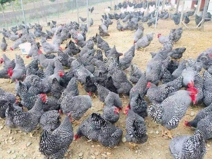 *Rules For PoultryFarming*

1. *Choose your Poultry sector*
Poultry Farming is wide. You can choose to do broillers or layers. 
Secondly you can do incubating eggs or raising chicks.
