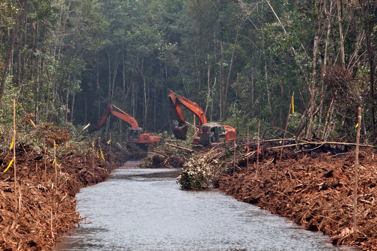 “I’m shocked and it’s incredulous that APP Sinarmas would abandon its [zero deforestation] promises and abuse the new Forest Stewardship Council (FSC) cutoff date,” Greenpeace said.
news.mongabay.com/2023/10/report… Via <a href="/hans_nich/">Hans Nicholas Jong</a> <a href="/MongabayOrg/">Mongabay</a>