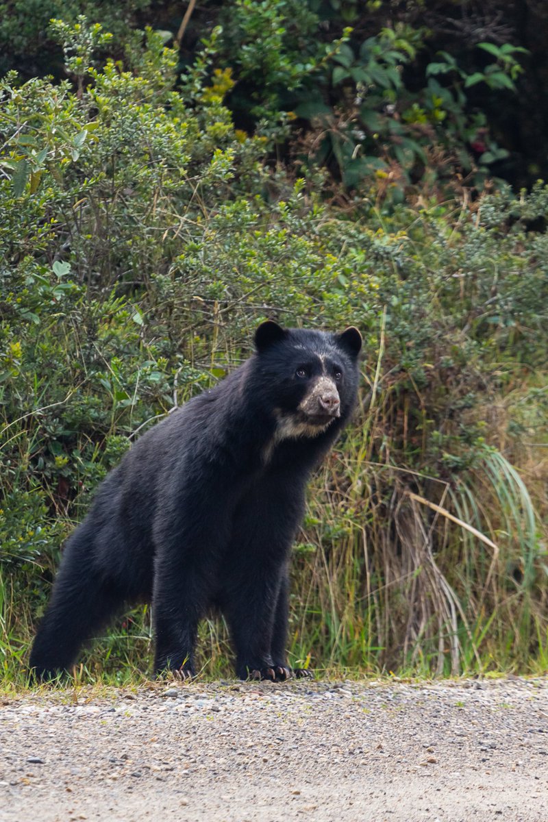 Arleymsarmiento's tweet photo. Guardián del páramo.🐻 https://t.co/I7MsUd5Wrz