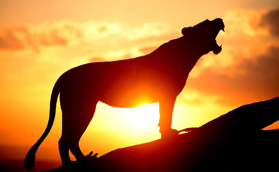 keep you up at night safaris #Halloween 
(images:  Deon Wessels, Andrew Campbell Safaris <a href="/chitwa_chitwa/">Chitwa Chitwa</a> @lewahouse @wearewilderness)