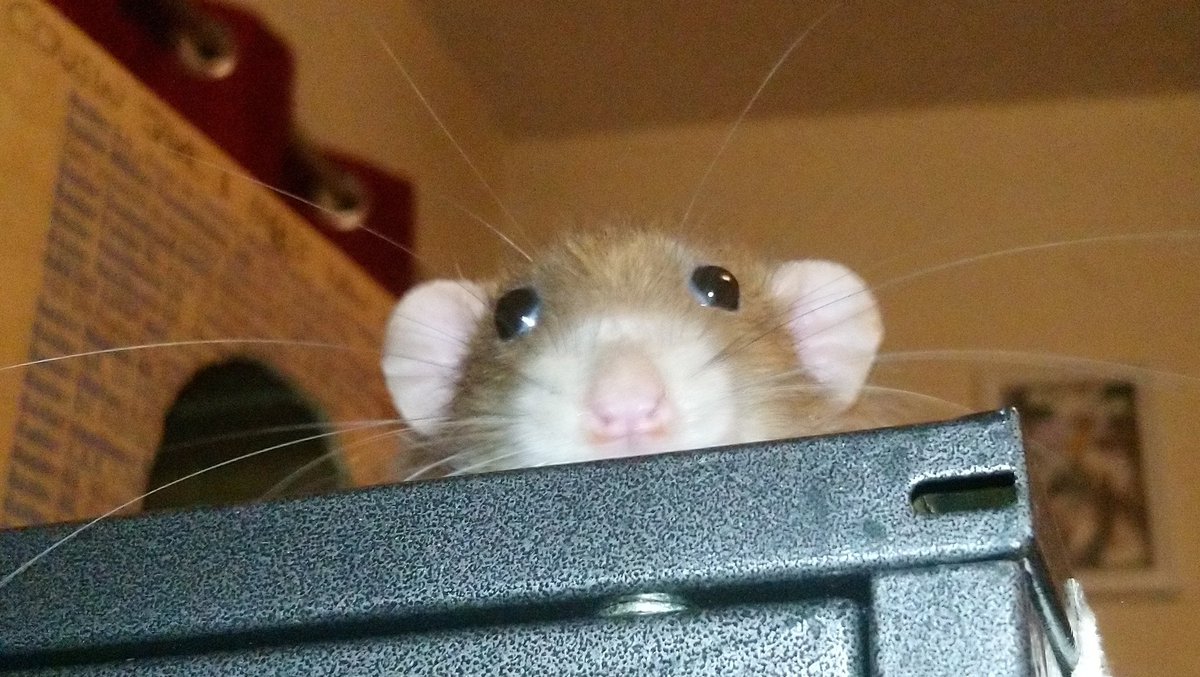 Happy Habbleween! Beware the sneakimg Groggles!