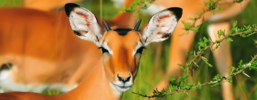 Murchison Falls National Park tweet media