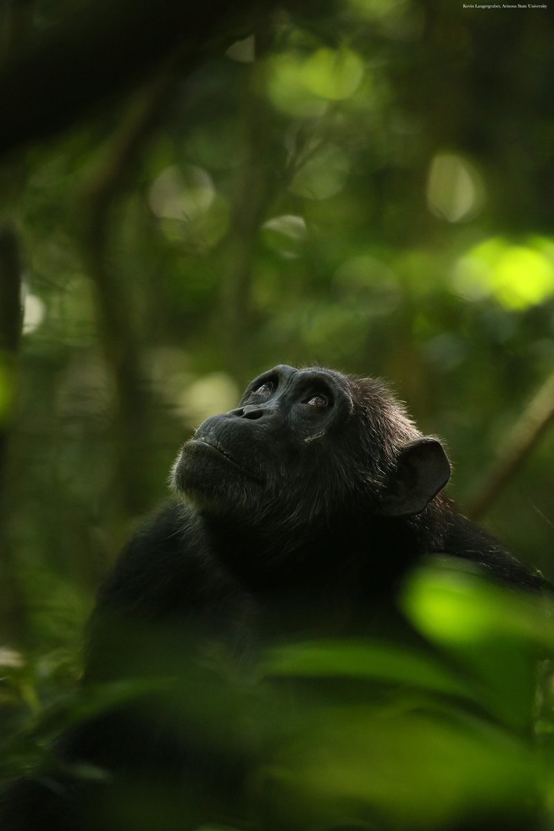 ScienceMagazine's tweet photo. To date, research has suggested that only humans and some species of toothed whales live many years of active life after the loss of reproductive ability. 

But now, a new Science study provides evidence for menopause in wild chimpanzees. https://t.co/bicZkgDx3l https://t.co/Mg0ULskiW4