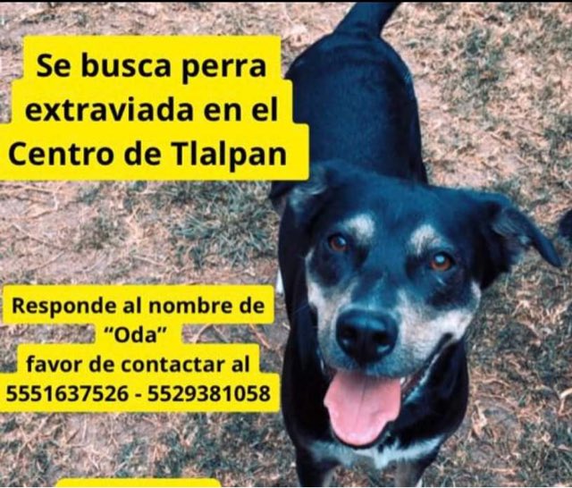 Ayuda, por favor si alguien la ve por la calle contactar a su dueña. Gracias