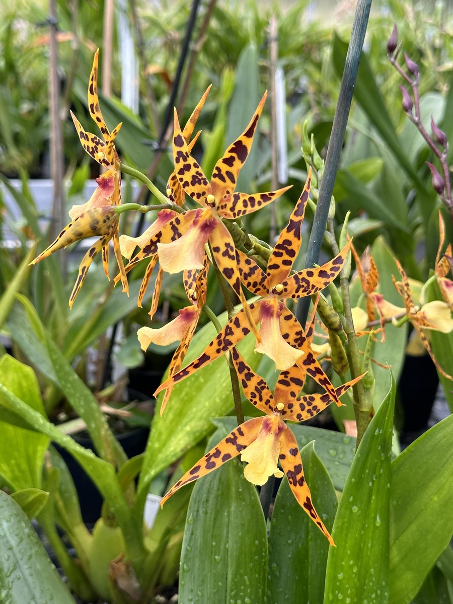 TheMathersFoun1's tweet photo. Bratonia Roderie  - pumpkin coloured with spidery shaped petals make this a perfect Halloween orchid.🕷️🕸️🎃

#orchids #orquídeas #nature #conservation https://t.co/lG30fpLHIg