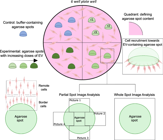 GTRecerca's tweet photo. 🆕 Agarose-based method shows potential in understanding the role of extracellular vesicles in cancer metastasis

✔️ Collaborative study led by @ivecat_igtp, B·ARGO, and RCPB groups
🗞️ Published in @BMCBiology 

🔗 Learn more: https://t.co/s94imKmPIh https://t.co/mBNh2NdVtx