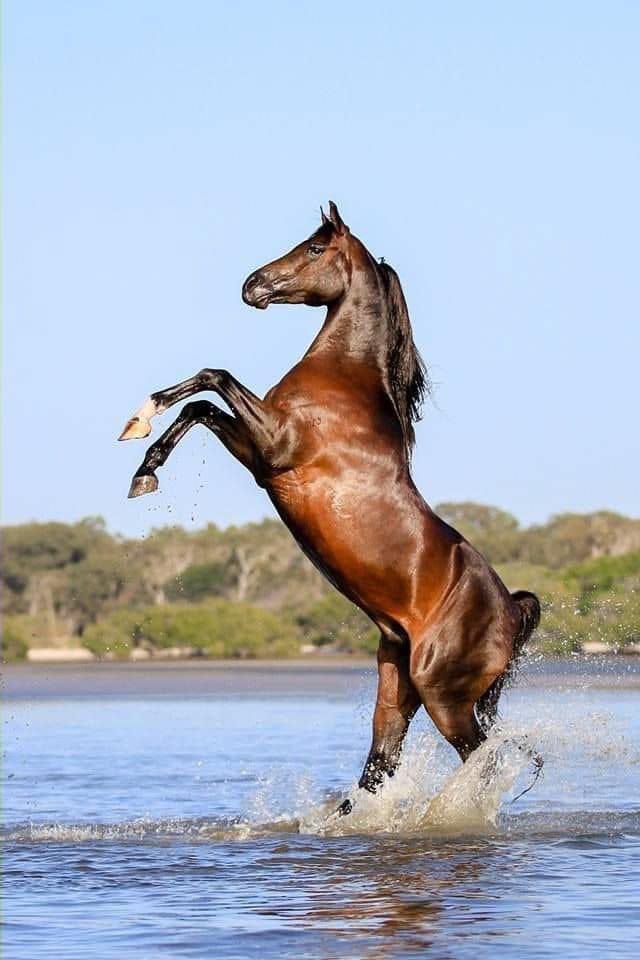 صباح الخير . . 🌷

 " كُن عزيزًا و إياك أن تنحني مهما كان الأمر ضروريًا ، فرُبما لا تأتيك الفرصة كي ترفع رأسك مرةً أخرى "

 - عمر المختار