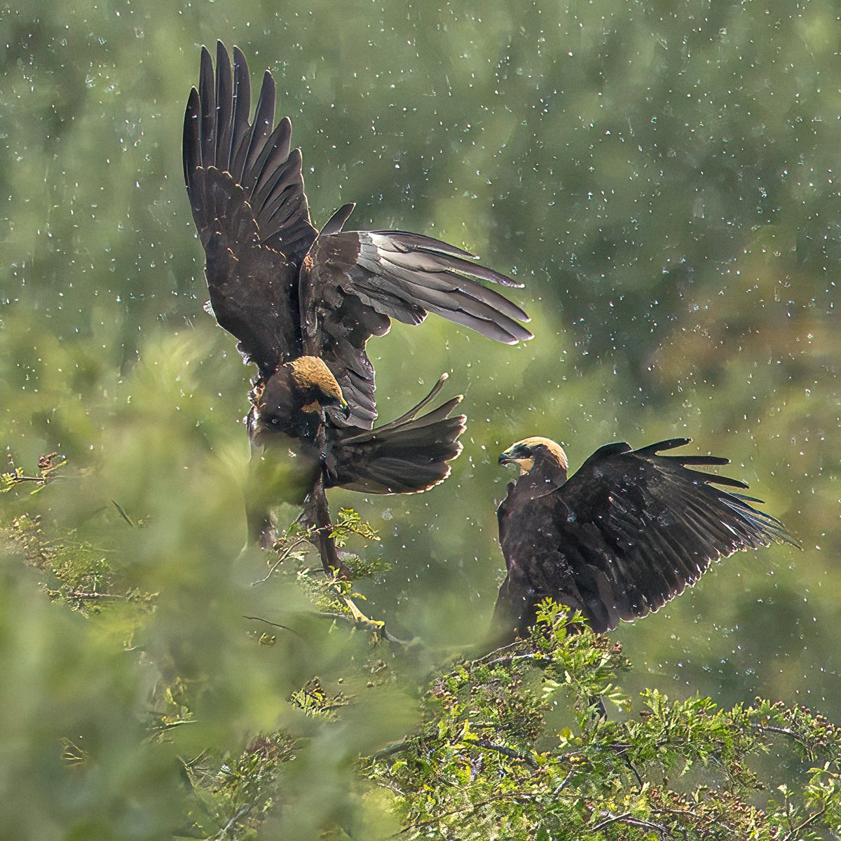 macro_action's tweet photo. I'm winging in the rain, just winging in the rain 🎶

Marsh harrier (Circus aeruginosus) juveniles having some fun in the rain https://t.co/liYIph2B5y