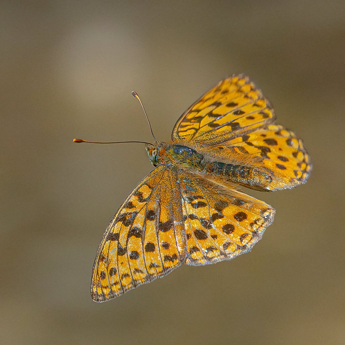 macro_action's tweet photo. Let it fly.

Fritillary (Brenthis daphne) I think. https://t.co/hvGV6RZ5rY